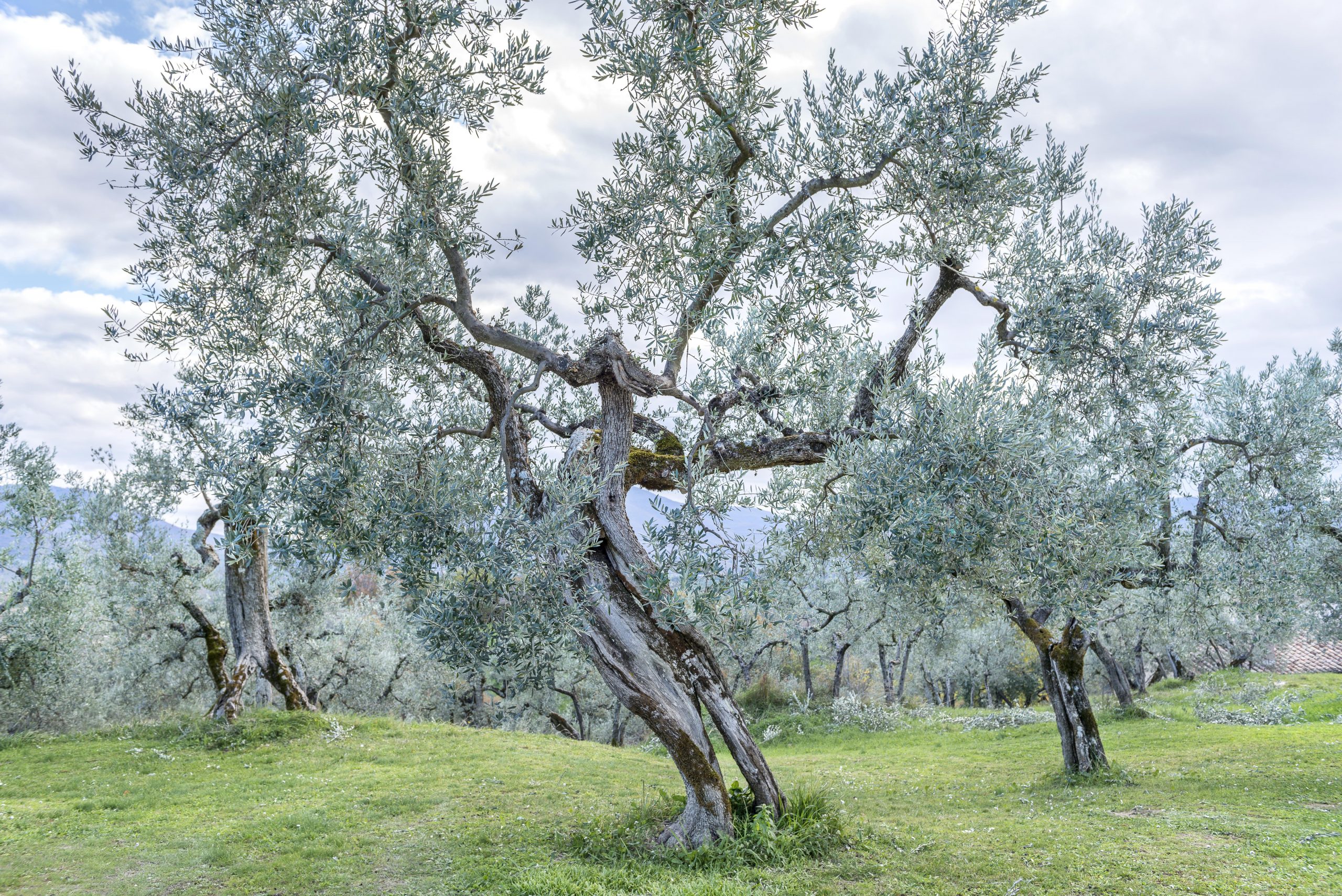 gli ulivi marchesi cavalletti carboncella trebula