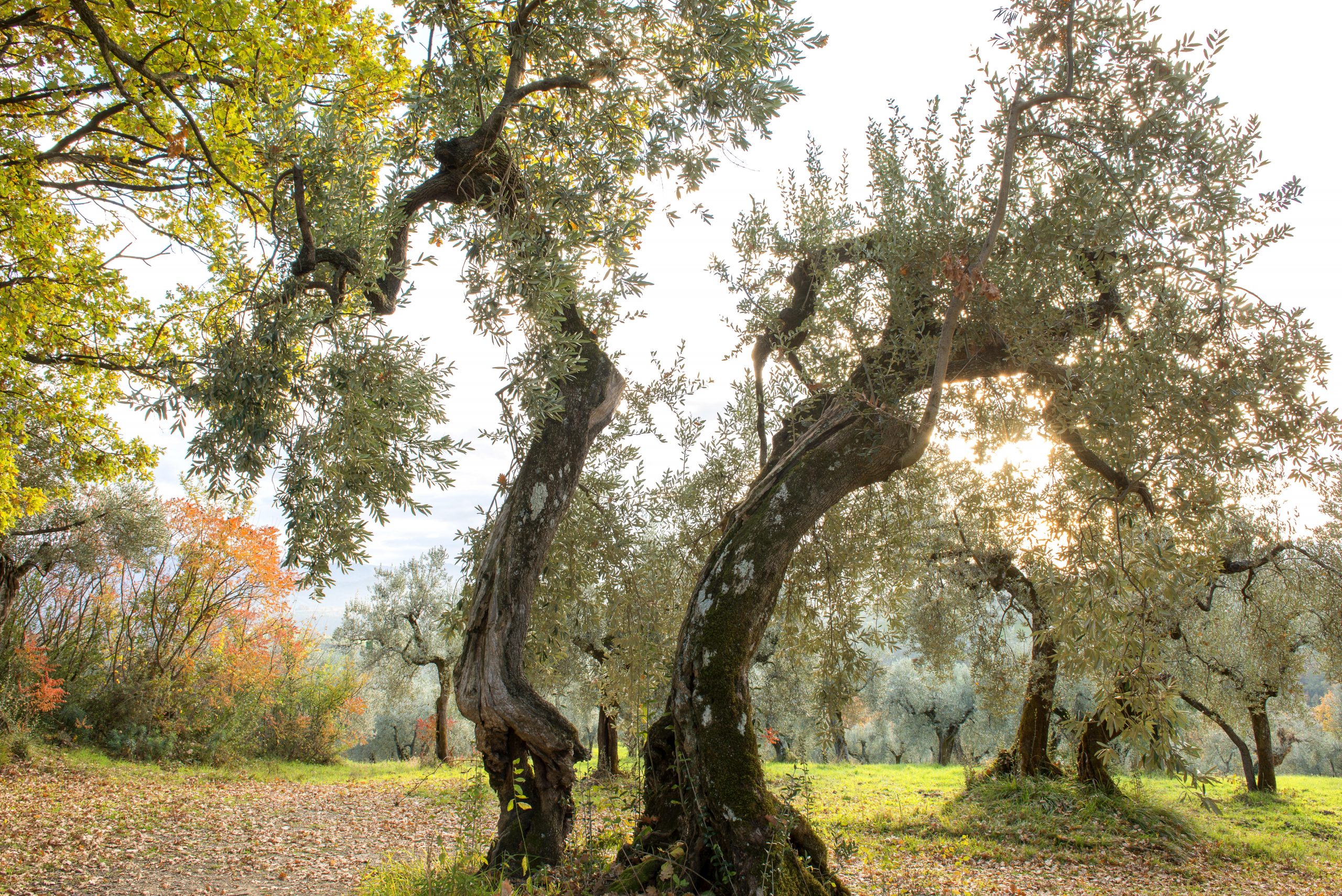 gli ulivi marchesi cavalletti olivastrone feronia