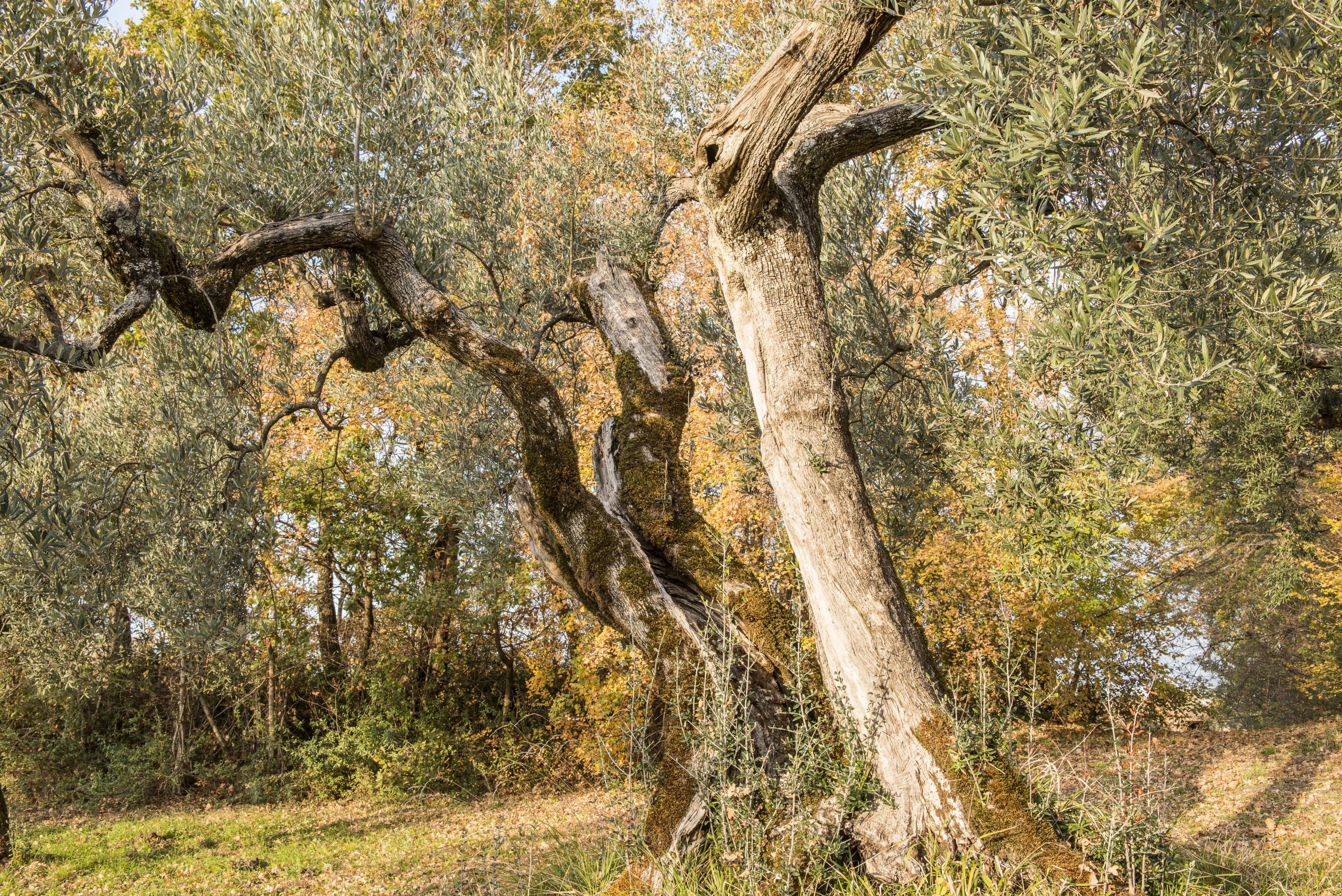 gli ulivi marchesi cavalletti leccino feronia