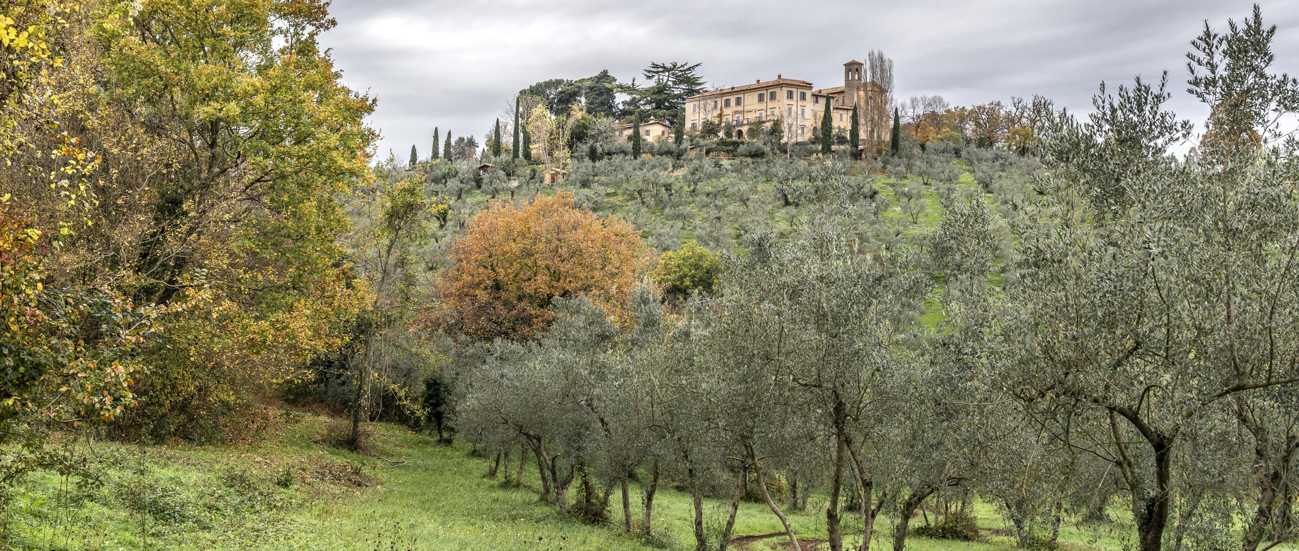 gli ulivi marchesi cavalletti olio extravergine