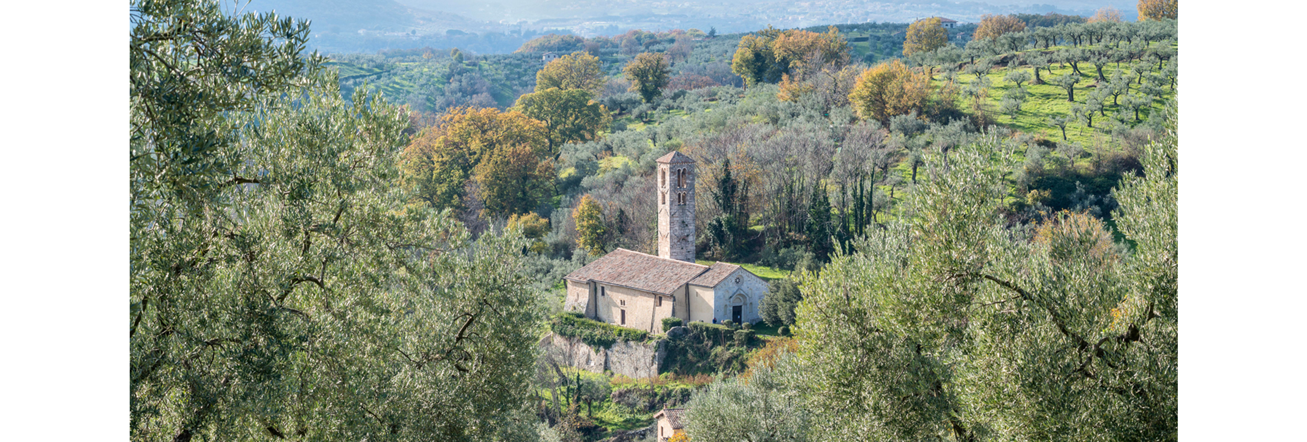 varietà di ulivo